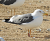 juvenile LBBG in September, ringed in Norway. (73485 bytes)
